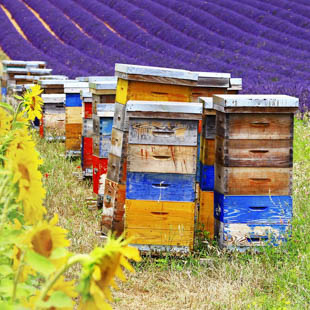 Bee Well Honey & Bee Supply